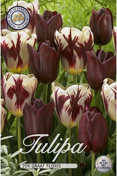 Tulip Graaf Floris 20-pak